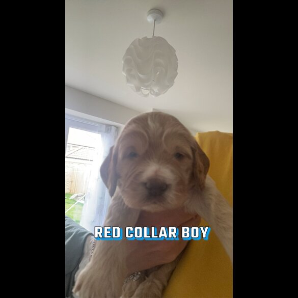 Cockapoo - Both