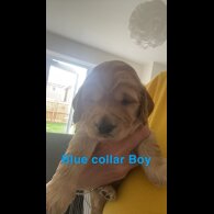 Cockapoo - Both