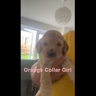 Cockapoo - Both