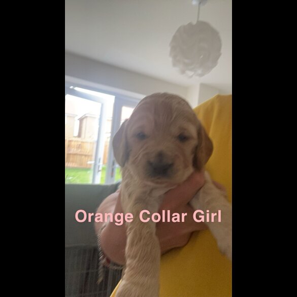 Cockapoo - Both