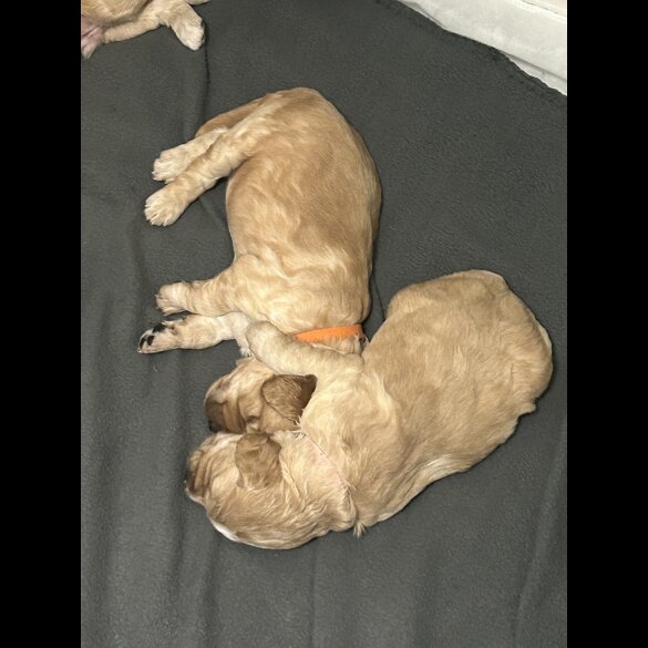 Cockapoo - Both