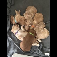 Cockapoo - Both
