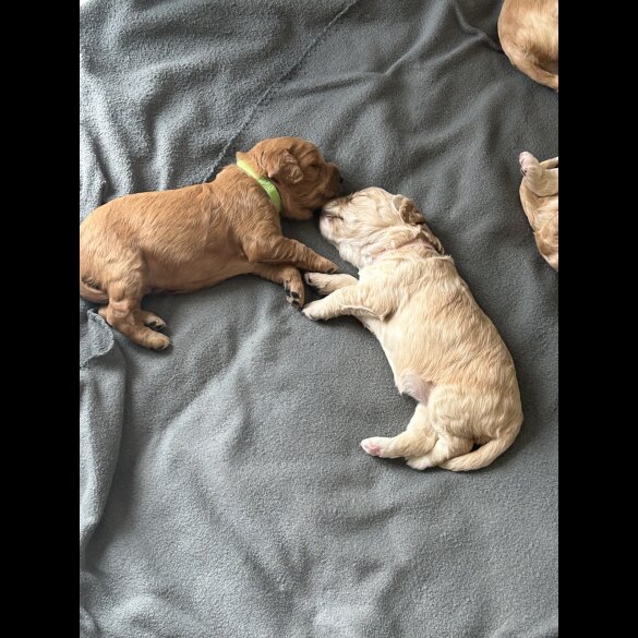 Cockapoo - Both