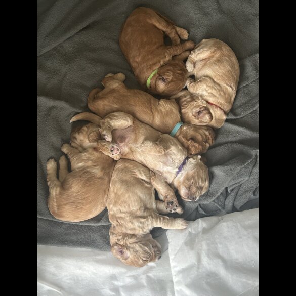 Cockapoo - Both