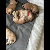 Cockapoo - Both