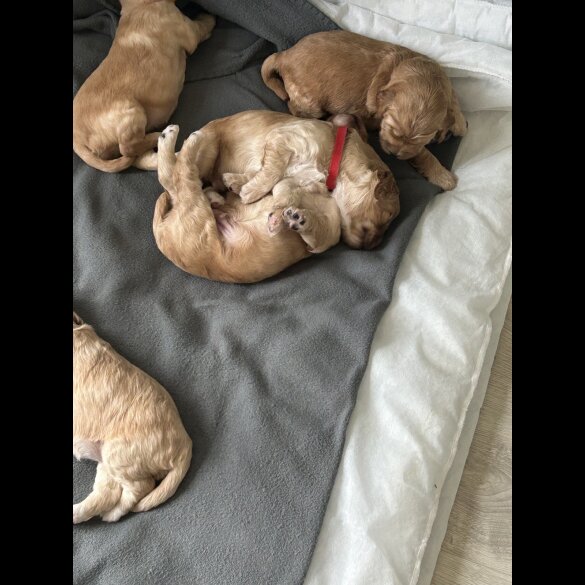 Cockapoo - Both