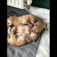 Cockapoo - Both