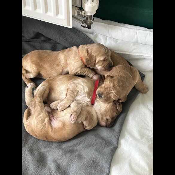 Cockapoo - Both