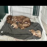 Cockapoo - Both