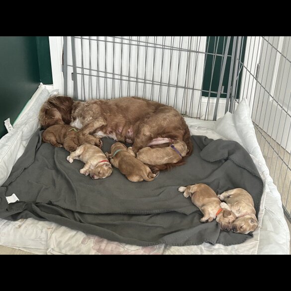 Cockapoo - Both