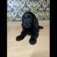 Cockapoo - Both