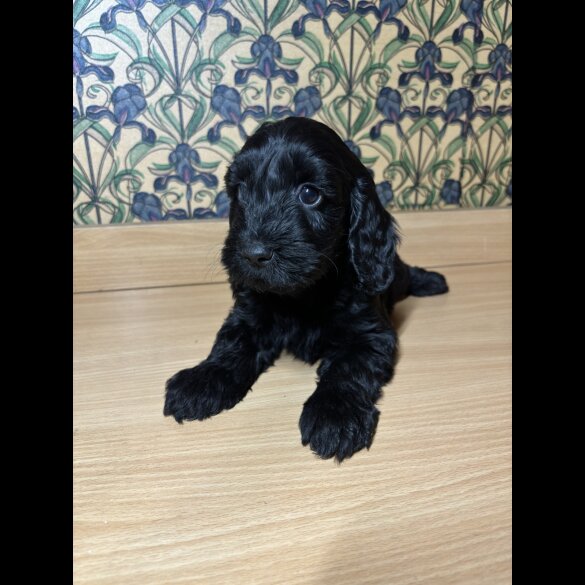 Cockapoo - Both