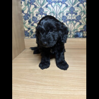 Cockapoo - Both