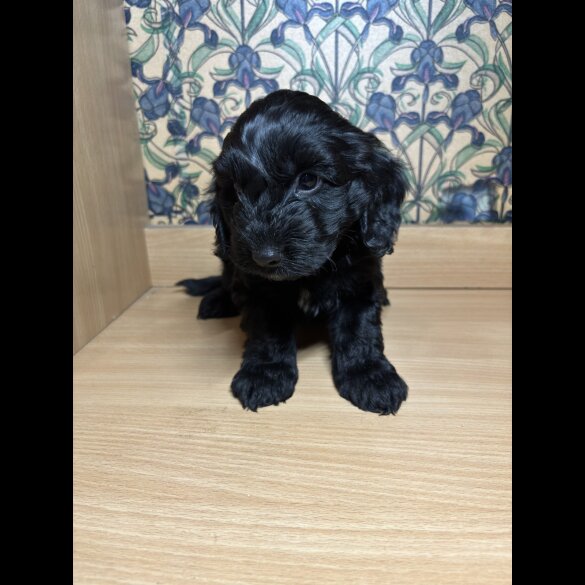 Cockapoo - Both