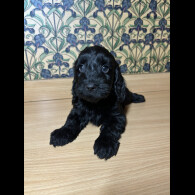 Cockapoo - Both