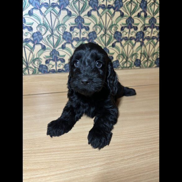 Cockapoo - Both