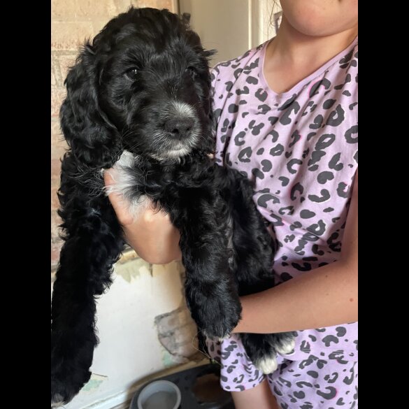 Cockapoo - Both