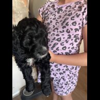 Cockapoo - Both