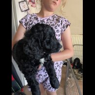 Cockapoo - Both