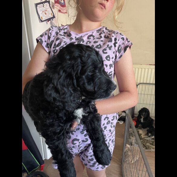 Cockapoo - Both