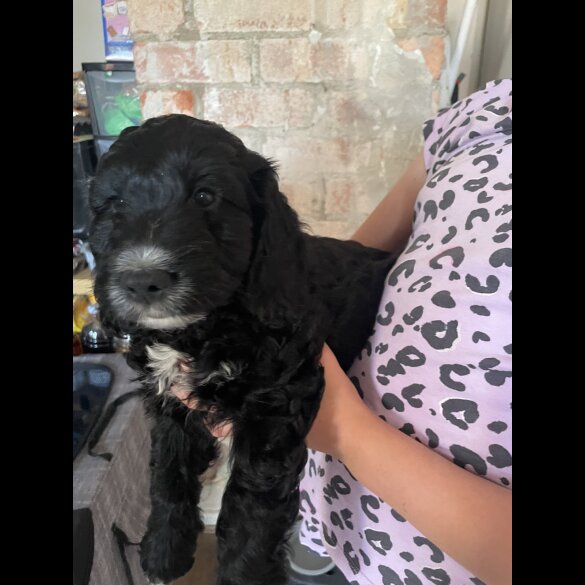 Cockapoo - Both