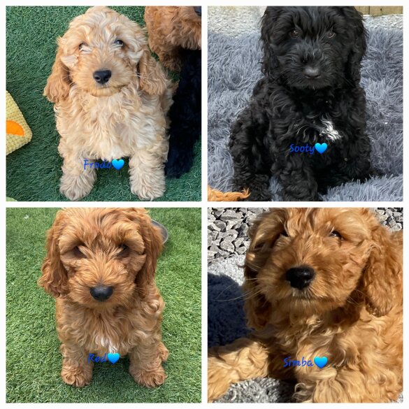 Cockapoo - Dogs