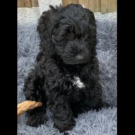 Cockapoo - Dogs