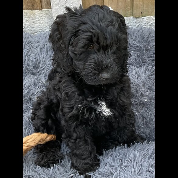 Cockapoo - Dogs