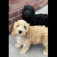 Cockapoo - Dogs