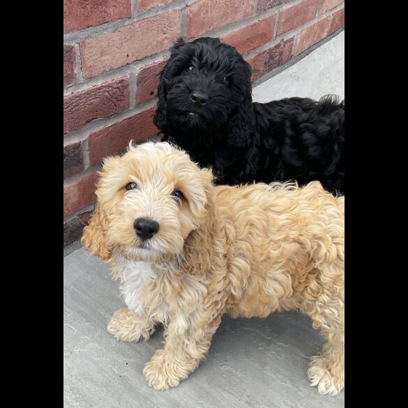 Cockapoo - Dogs