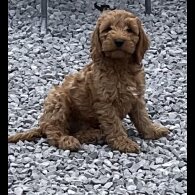 Cockapoo - Dogs