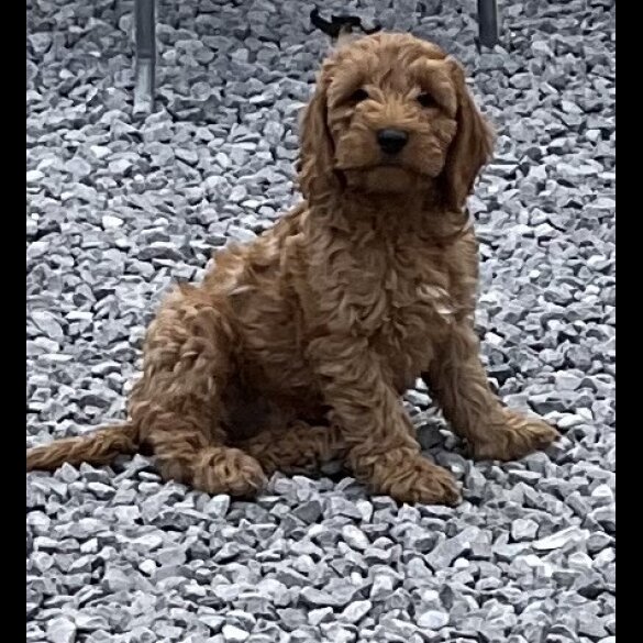Cockapoo - Dogs