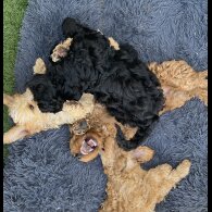 Cockapoo - Dogs