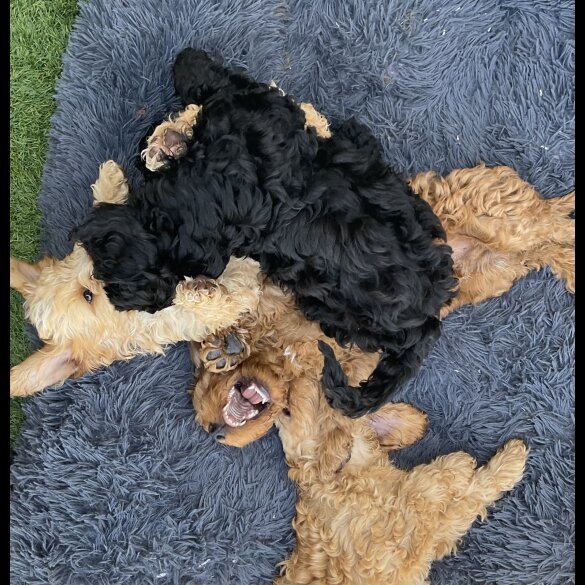 Cockapoo - Dogs