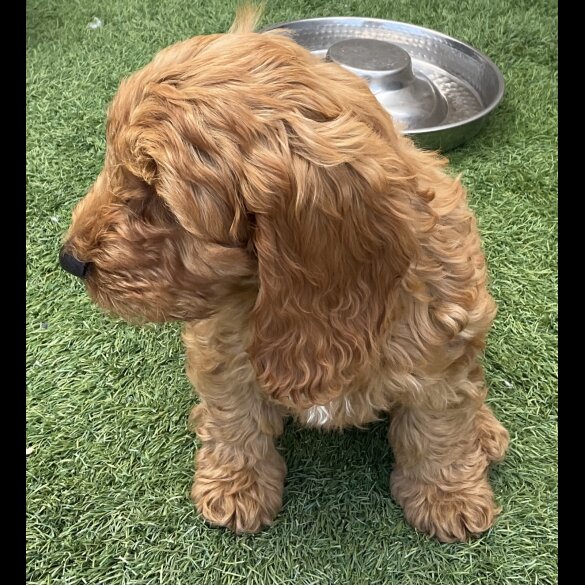 Cockapoo - Dogs