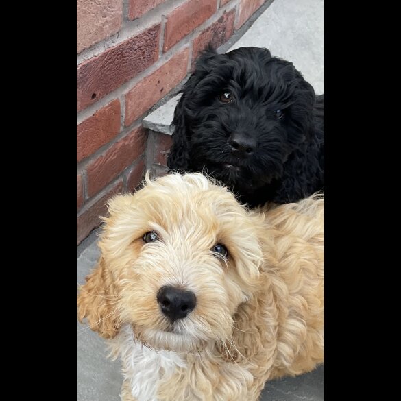 Cockapoo - Dogs