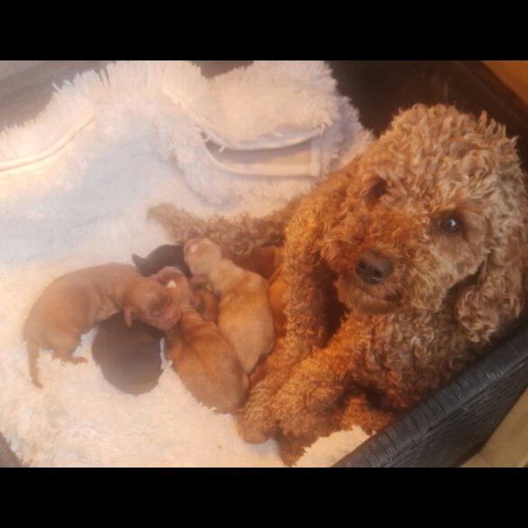 Cockapoo - Dogs