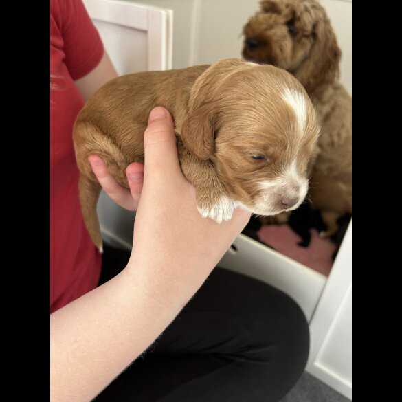 Cockapoo - Both