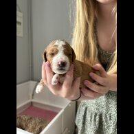 Cockapoo - Both