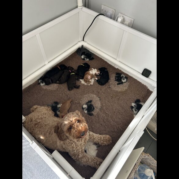 Cockapoo - Both