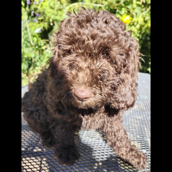 Cockapoo - Bitches