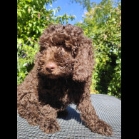 Cockapoo - Bitches