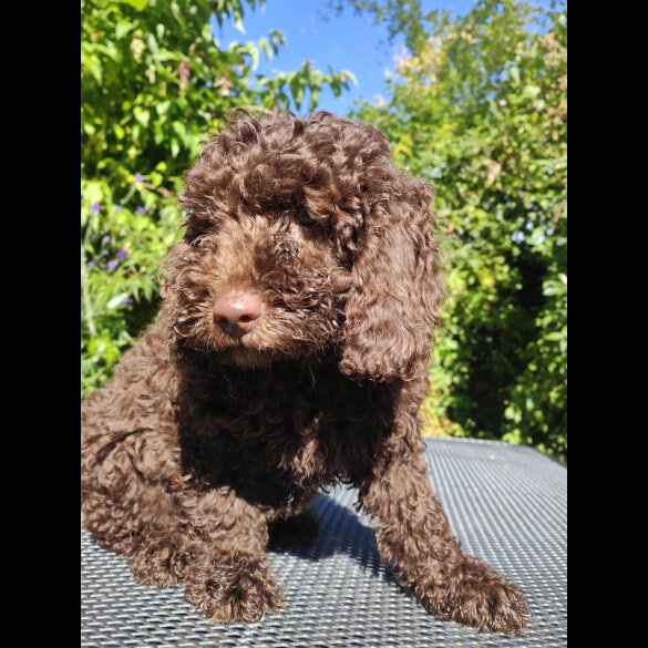 Cockapoo - Bitches