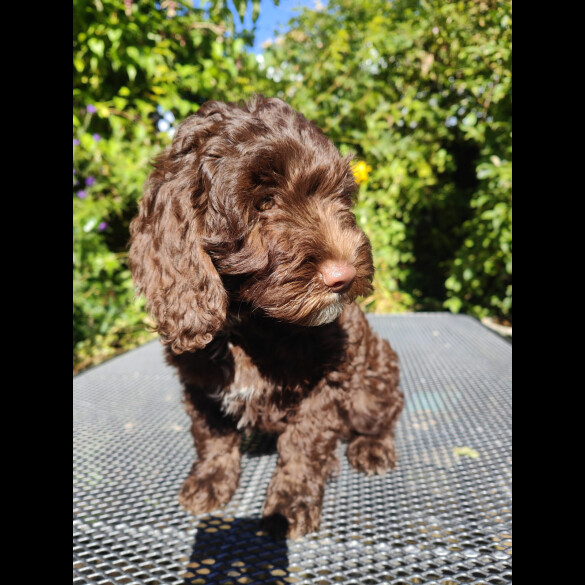 Cockapoo - Bitches