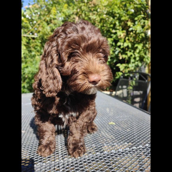 Cockapoo - Bitches
