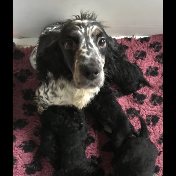 Cockapoo - Dogs