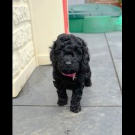 Cockapoo - Both