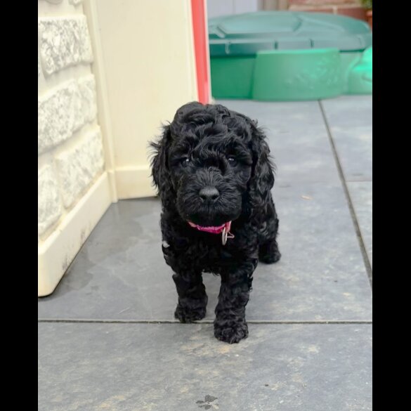 Cockapoo - Both