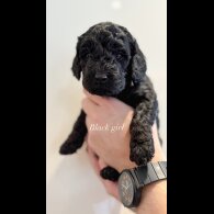 Cockapoo - Both