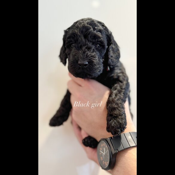 Cockapoo - Both